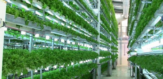 vertical farm idroponica